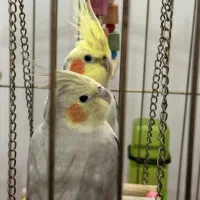 جفت عروس هلندی