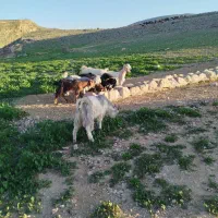 فروش کلر داشتی درجه یک