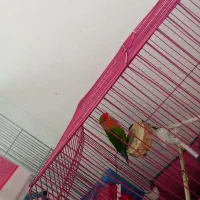 طوطی برزیلی|پرنده|پیشوا, |دیوار