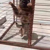 سگ ژرمن شولاین