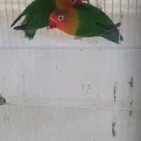 طوطی کوتوله مواد تضمینی|پرنده|ماهان, |دیوار