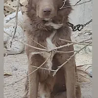 واگذاری نر و ماده سرخ قدرجونی