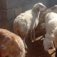 یک عدد میش و یک بره ماده