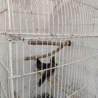مرغ مینا سخنگو