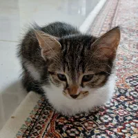 گربه|گربه|ارومیه, |دیوار