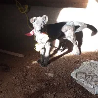 یک عدد توله سگ ماده خراسانی