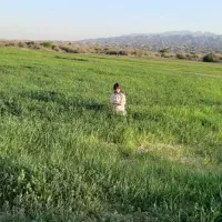 اجاره یکساله زمین کشاورزی روستای سنا|اجارهٔ دفتر صنعتی، کشاورزی، تجاری|شنبه و طسوج, |دیوار