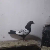 سه عدد کبوتر