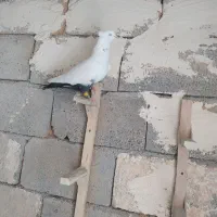 دوتا دمبی  نر   دوتاش 1600