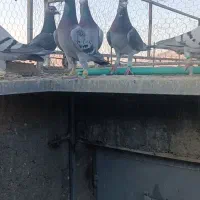 کبوتر پلاکی ب شرط هوا زدوخوردی|پرنده|شیراز, داریون|دیوار