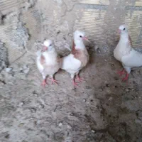 جوجه طوقی|پرنده|مبارکه, |دیوار