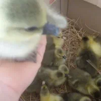 جوجه غاز محلی زیر پر در اومدن خیلی سرحال