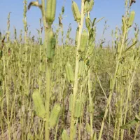 کنجد|خوردنی و آشامیدنی|باوی, |دیوار