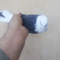 کفتر پرشی|پرنده|قم, باجک یک|دیوار