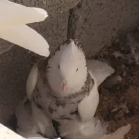 طوقی شازده نر پاپر