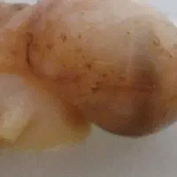 حلزون پرورشی