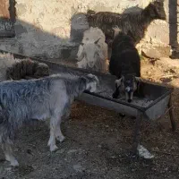 چپش جفتی 8200|حیوانات مزرعه|آبدانان, |دیوار