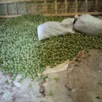 خرید گردو