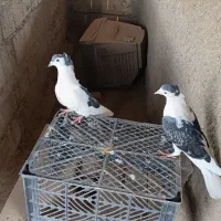 ی جفت دمگیر|پرنده|اصفهان, کارلادان|دیوار