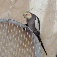 پرنده سخنگو