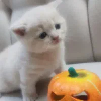 گربه اسکاتیش|گربه|مشهد, هفت تیر (آب و برق)|دیوار