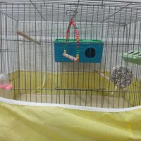 قفس پرنده|لوازم جانبی حیوانات|مهریز, |دیوار