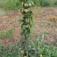 انواع گردو های خوشه ای|خدمات باغبانی و درختکاری|مشهد, پردیس|دیوار