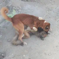 واگذاری سگ گله و نگهبان.مرغ خروس بوقلمون|سگ|تنکمان, |دیوار