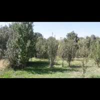 باغ هزار متر در شهر آوج با آب و درختان صد ساله|فروش دفتر صنعتی، کشاورزی، تجاری|آوج, |دیوار