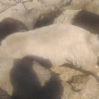 غوچ داشتی جوان هیکلی