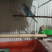 مرغ عشق جفت