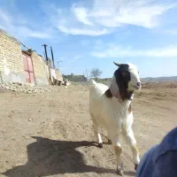 گوسفند|حیوانات مزرعه|تربت‌حیدریه, پائین ولایت|دیوار