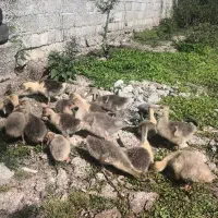 جوجه غاز محلی