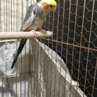 عروس هلندی جفت|پرنده|مشکین‌دشت, |دیوار