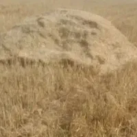 کاه گندم