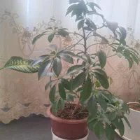 گل طبیعی شفلرا،  گل طبیعی دیفن|گل و گیاه طبیعی|کنگاور, |دیوار