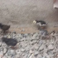 جوجه ۱ ماهه سالم وسرحال