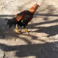 لاری|حیوانات مزرعه|مشگین شهر, |دیوار