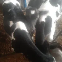 گوساله هلیشتان|حیوانات مزرعه|میبد, |دیوار