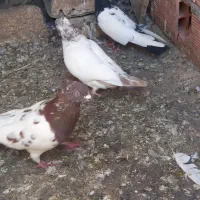 تعدادی،کبوتر گرفته شده|پرنده|مرند, |دیوار