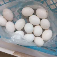 تخم کبوتر بی نطفه