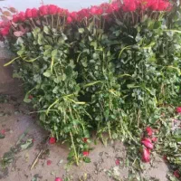 گل رز|گل و گیاه طبیعی|تهران, شهرک فردوس (حسینی)|دیوار