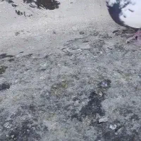 یک ماده کل دم سبز پرشی