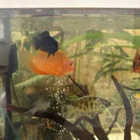 سوروم رد اسپات