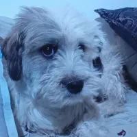 حیوان خانگی نژاد شیتزو .تربیت شده