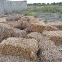 کاه گندم