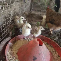 مرغ‌شاخی