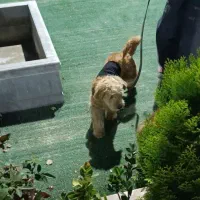 فروش فوری سگ پودل