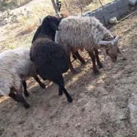 بره|حیوانات مزرعه|فسارود, |دیوار
