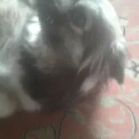 سگ تمیز و واقعا مهربون|سگ|تبریز, |دیوار